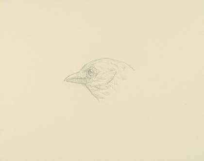 silverpoint, metalpoint, drawing, studies, life drawing, birds, insects, Tom Mazzullo