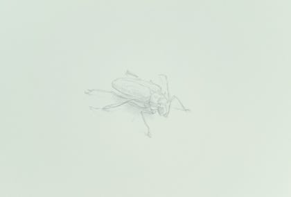 silverpoint, metalpoint, drawing, studies, life drawing, birds, insects, Tom Mazzullo