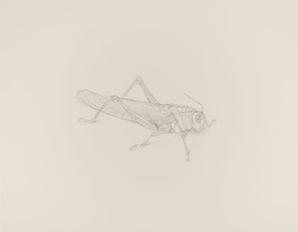 silverpoint, metalpoint, drawing, studies, life drawing, birds, insects, Tom Mazzullo