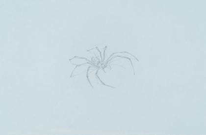 silverpoint, metalpoint, drawing, studies, life drawing, birds, insects, Tom Mazzullo