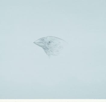 silverpoint, metalpoint, drawing, studies, life drawing, birds, insects, Tom Mazzullo