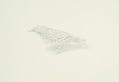 silverpoint, metalpoint, drawing, studies, life drawing, birds, insects, Tom Mazzullo