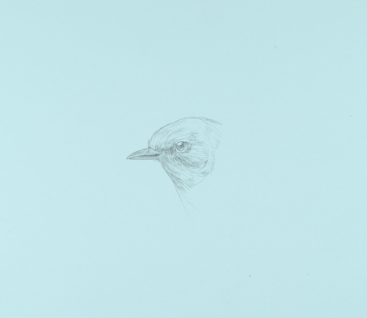 silverpoint, metalpoint, drawing, life drawing, bird, nature, Tom Mazzullo