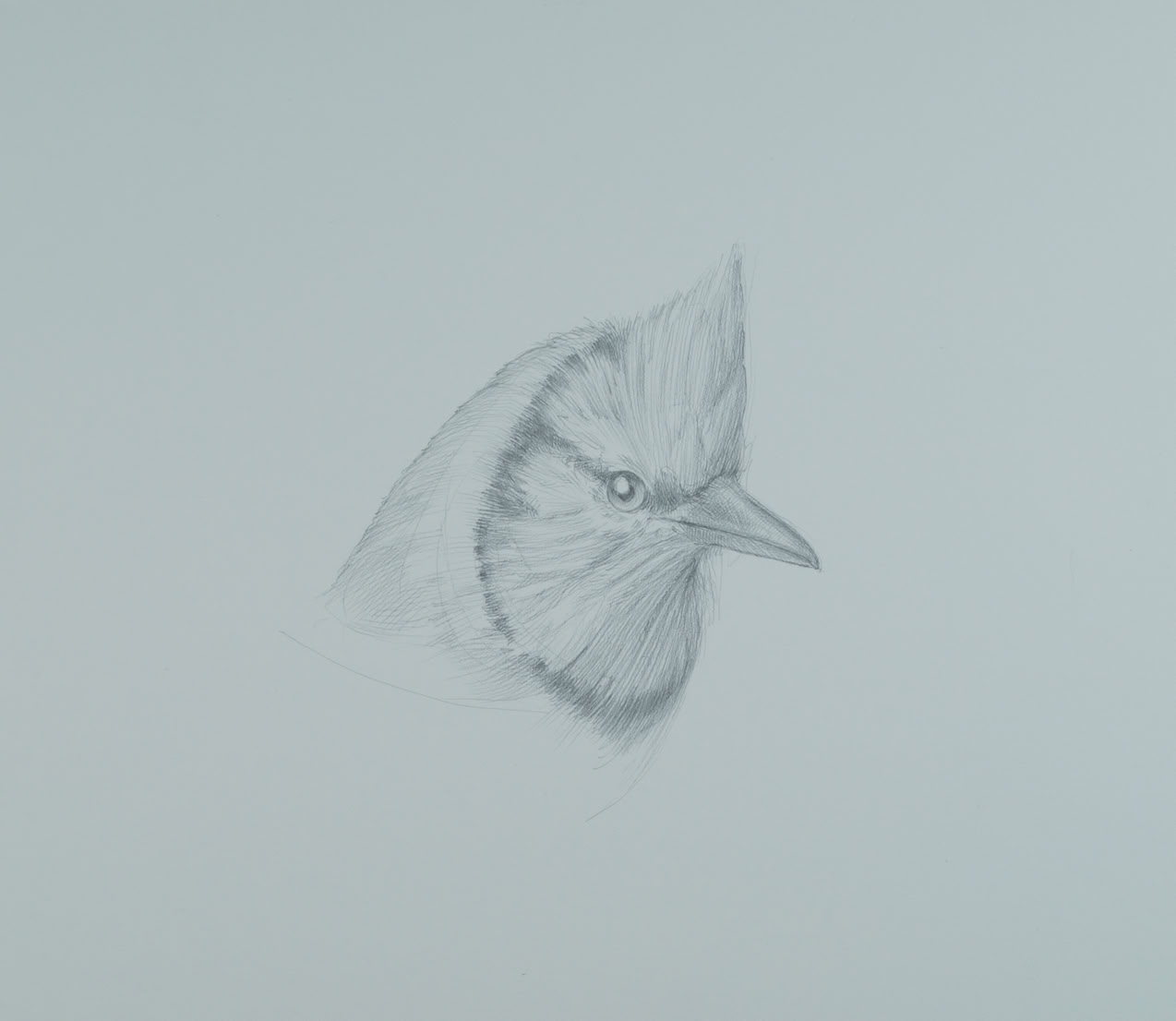 silverpoint, metalpoint, drawing, life drawing, bird, nature, Tom Mazzullo