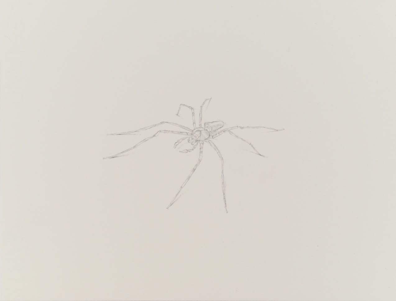 silverpoint, metalpoint, drawing, life drawing, bugs, nature, Tom Mazzullo