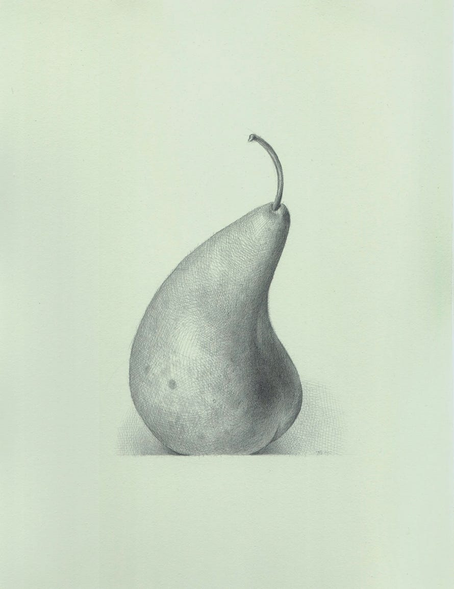 Bosc Pear, 2003, silverpoint on prepared paper, 12 x 9 inches