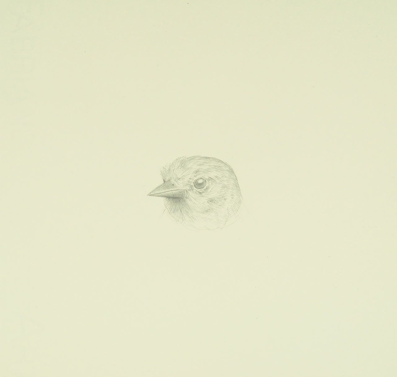silverpoint, metalpoint, drawing, life drawing, bird, nature, Tom Mazzullo
