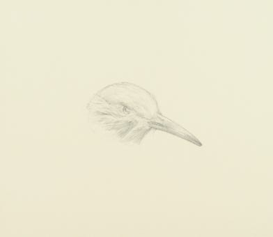 silverpoint, metalpoint, drawing, studies, life drawing, birds, insects, Tom Mazzullo