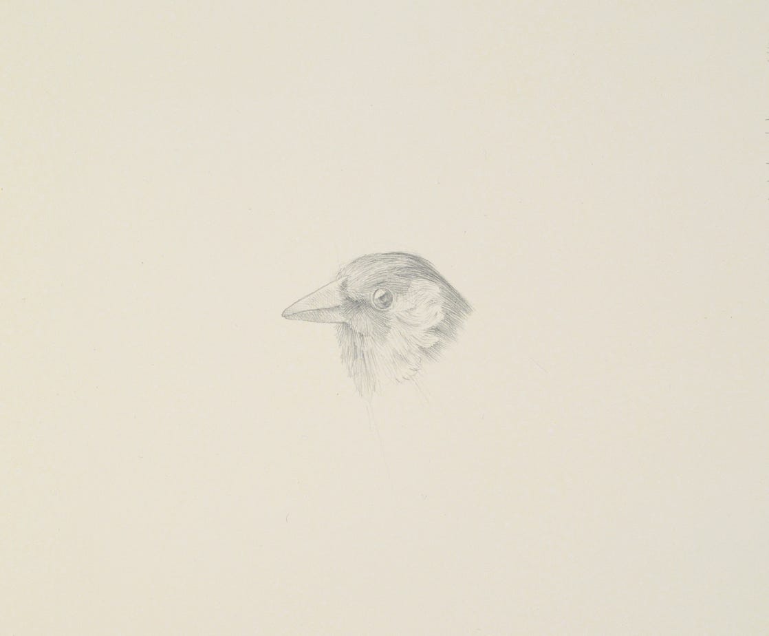 European Goldfinch (Carduelis carduelis), 2015, silverpoint on prepared paper, 6.5 x 7 inches (sheet size)