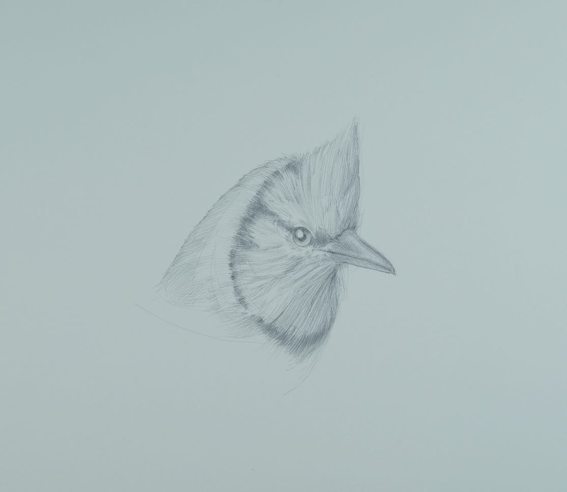 Cyanocitta cristata (Blue Jay), 2014, silverpoint on prepared paper, 8 x 9 inches (sheet size). Private Collection