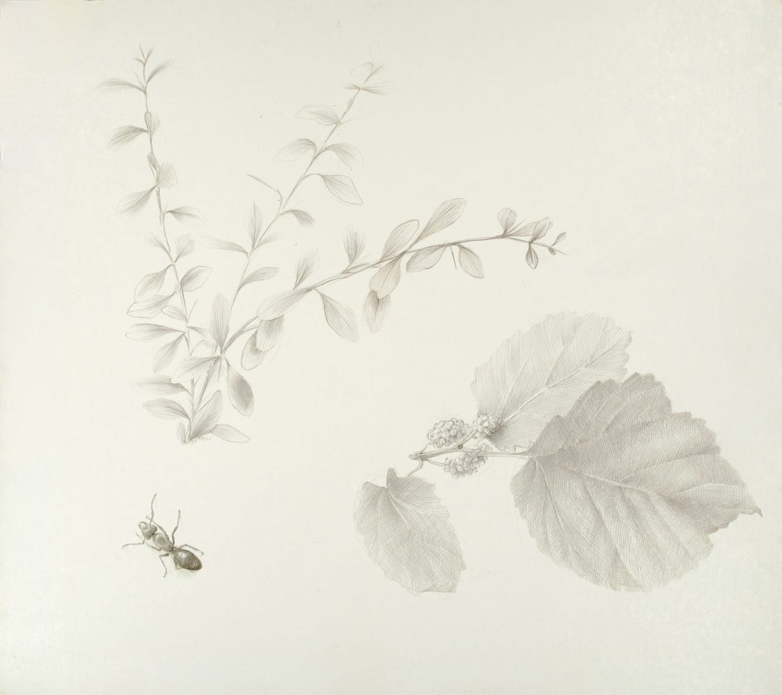 Dewitt Park Study, 1994, silverpoint on clay-coated paper, 11 x 12 inches