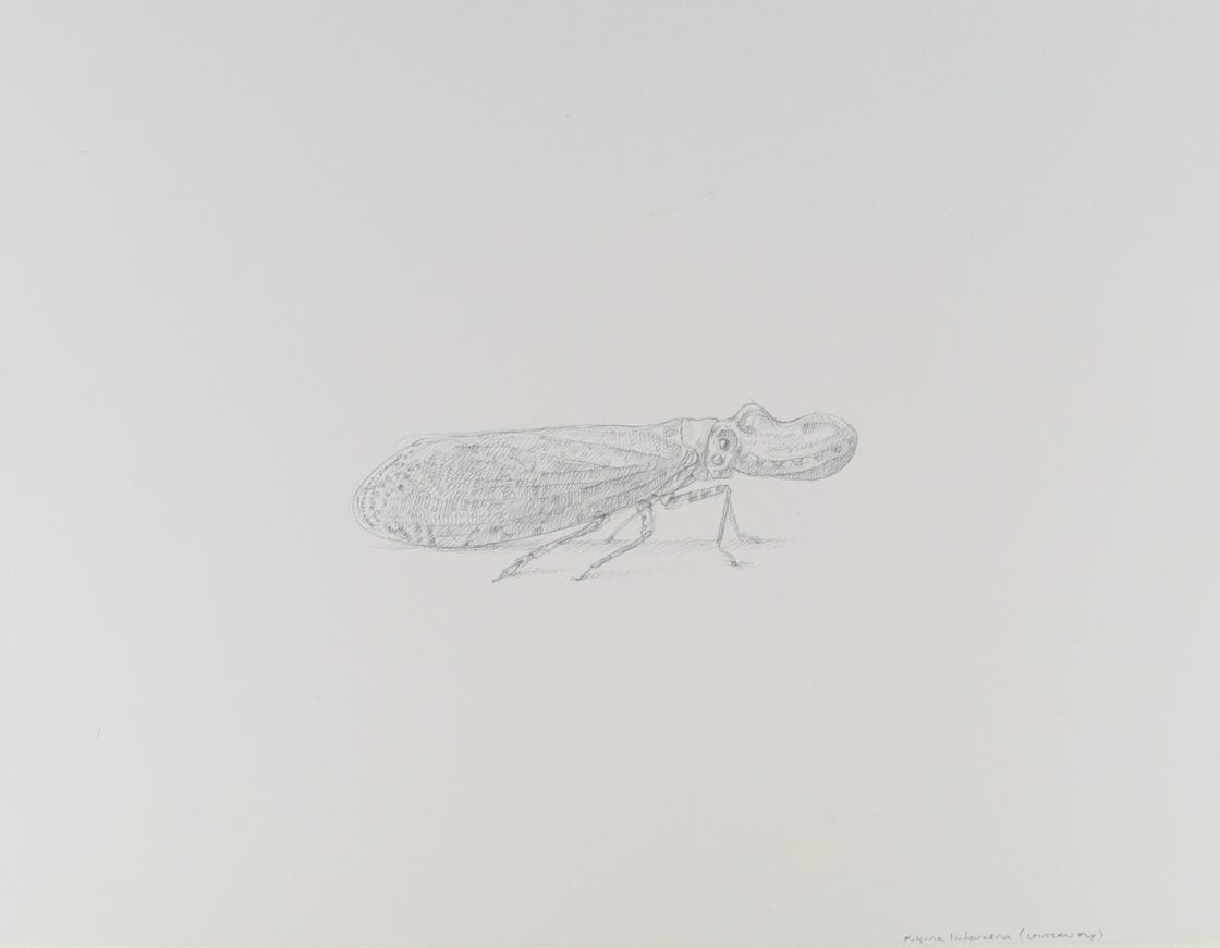 Lantern Fly (Fulgora laternaria), 2017, silverpoint with palladium on prepared paper, 7.25 x 9 inches (sheet size)