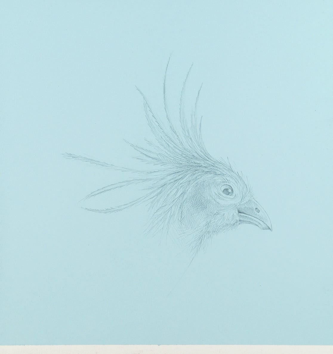 Hoatzin, 2021, silverpoint on prepared paper, 8 1/2 x 8  inches