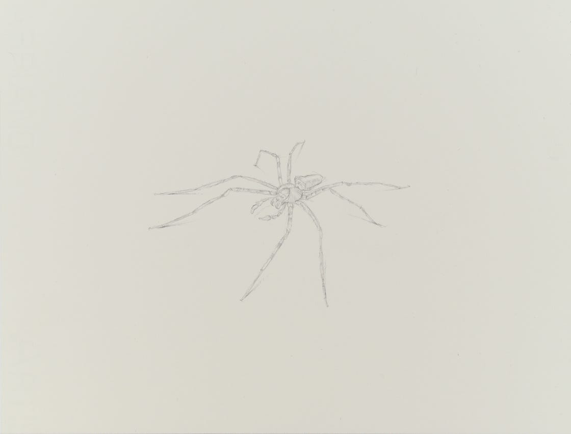 Huntsman Spider (Malaysia), 2018, silverpoint on prepared paper, 7 x 10 inches (sheet size)