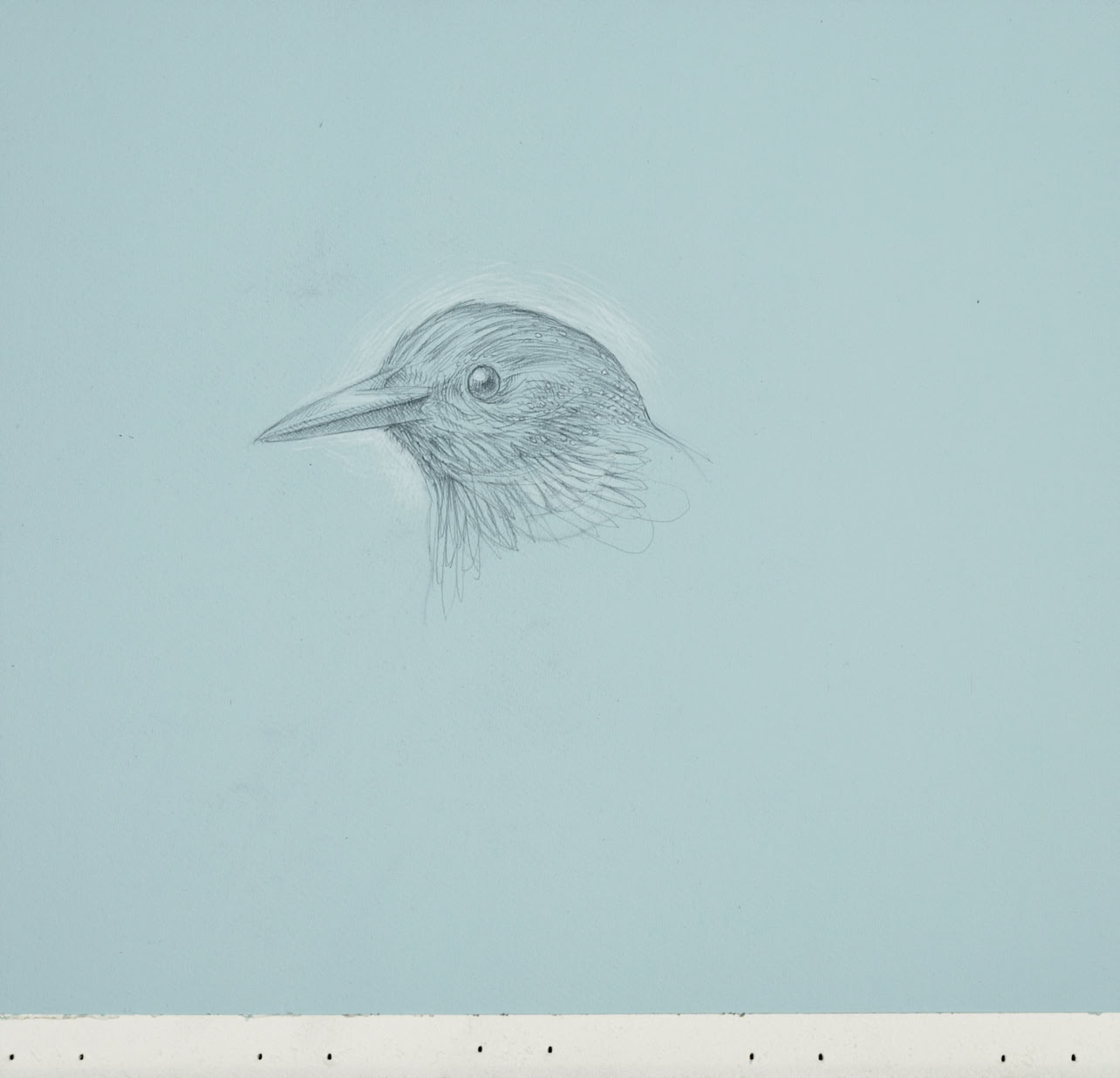 silverpoint, metalpoint, drawing, life drawing, bird, nature, Tom Mazzullo