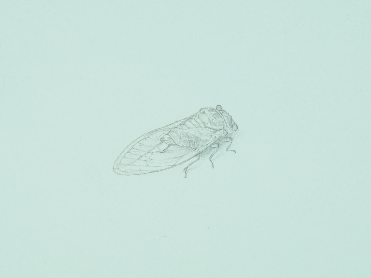 silverpoint, metalpoint, drawing, life drawing, bugs, nature, Tom Mazzullo