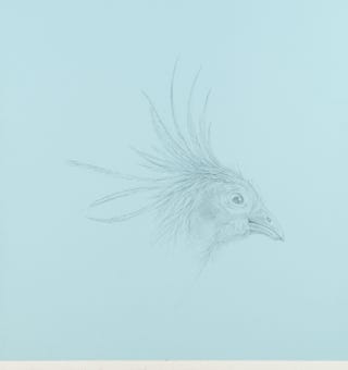 silverpoint, metalpoint, drawing, studies, life drawing, birds, insects, Tom Mazzullo