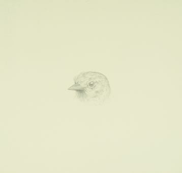 silverpoint, metalpoint, drawing, studies, life drawing, birds, insects, Tom Mazzullo