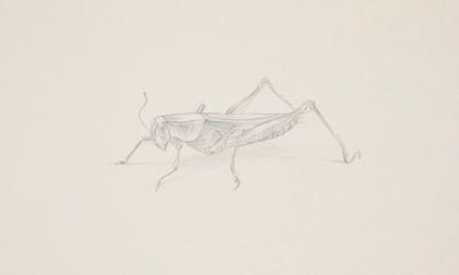 silverpoint, metalpoint, drawing, studies, life drawing, birds, insects, Tom Mazzullo