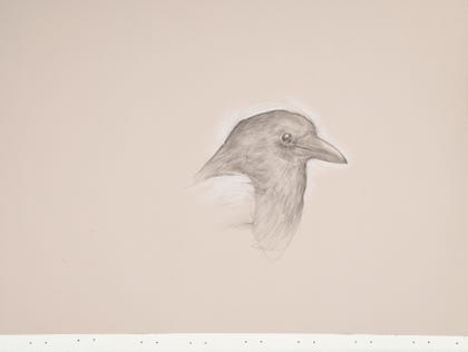 silverpoint, metalpoint, drawing, life drawing, bird, nature, Tom Mazzullo