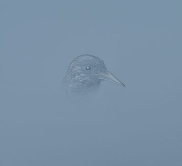 silverpoint, metalpoint, drawing, studies, life drawing, birds, insects, Tom Mazzullo
