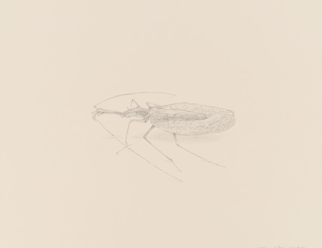 Violin Beetle (Mormolyce phyllodes), 2018, silverpoint with palladiumpoint on prepared paper, 6 7-8 x 8 inches