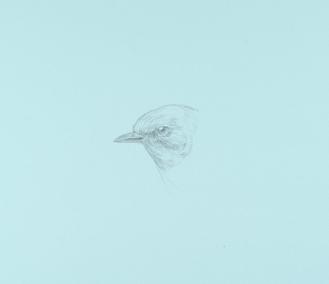 Mountain Bluebird, female, 2021, silverpoint on prepared paper, 7 x 6 7-8 inches
