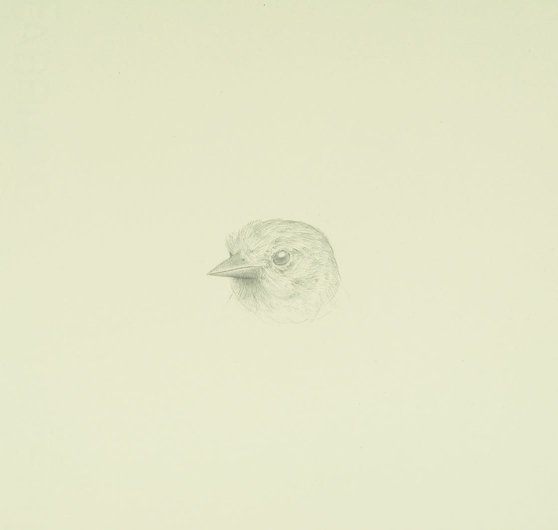 Northern Oriole, 2021, silverpoint on prepared paper, 7 x 7 3/4  inches