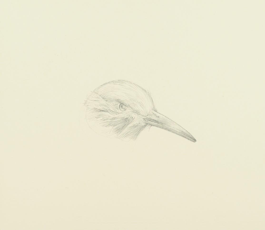 Northern Flicker, 2021, silverpoint on prepared paper, 7 1-4 x 7 3-4 inches