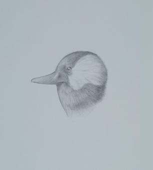silverpoint, metalpoint, drawing, studies, life drawing, birds, insects, Tom Mazzullo