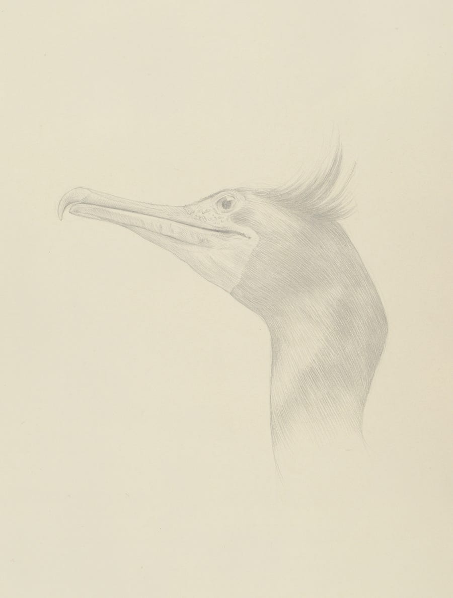 Cormorant (Phalacrocorax auritus), 2014, silverpoint on prepared paper, 15 x 11 inches  (sheet size)