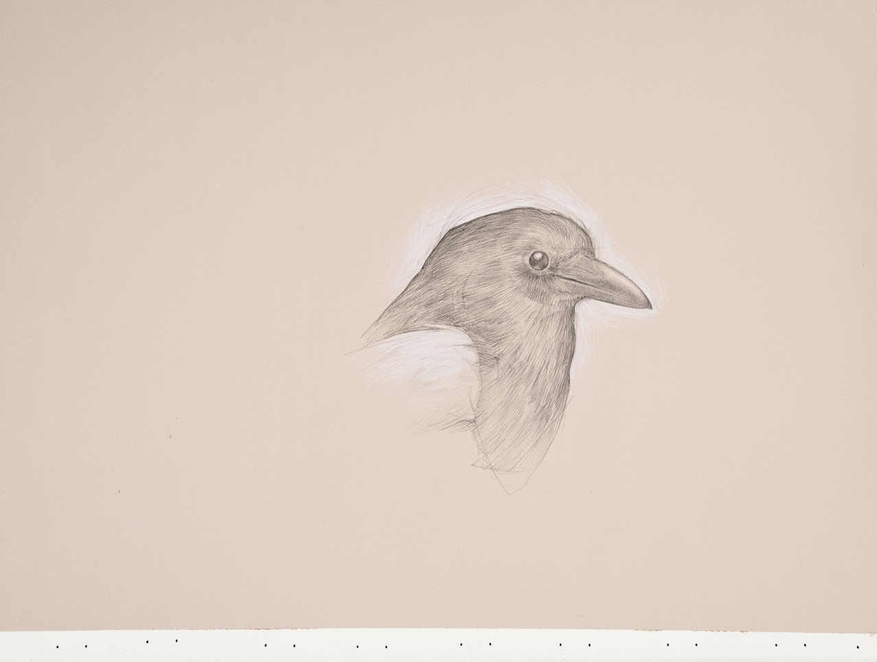 silverpoint, metalpoint, drawing, life drawing, bird, nature, Tom Mazzullo