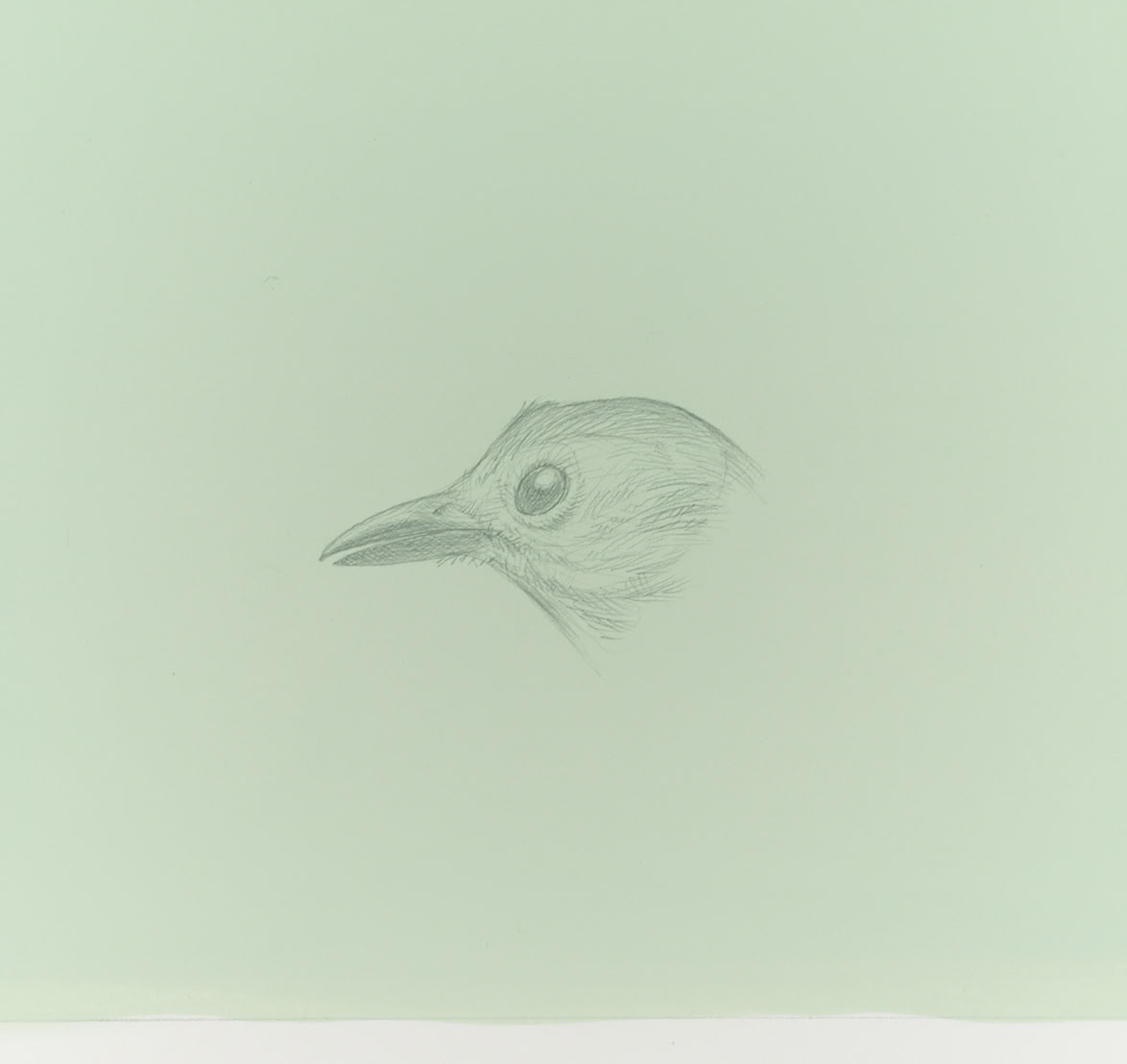 silverpoint, metalpoint, drawing, life drawing, bird, nature, Tom Mazzullo