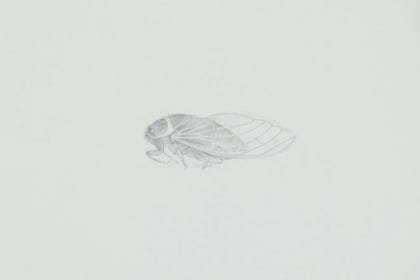 silverpoint, metalpoint, drawing, studies, life drawing, birds, insects, Tom Mazzullo