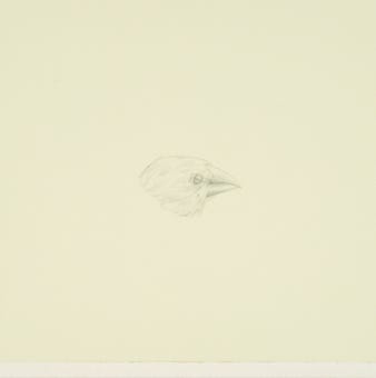 silverpoint, metalpoint, drawing, studies, life drawing, birds, insects, Tom Mazzullo