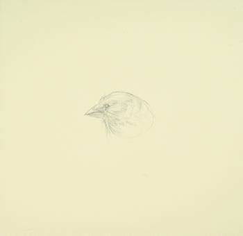 silverpoint, metalpoint, drawing, studies, life drawing, birds, insects, Tom Mazzullo