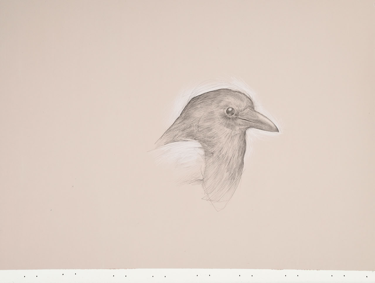 silverpoint, metalpoint, drawing, life drawing, bird, nature, Tom Mazzullo