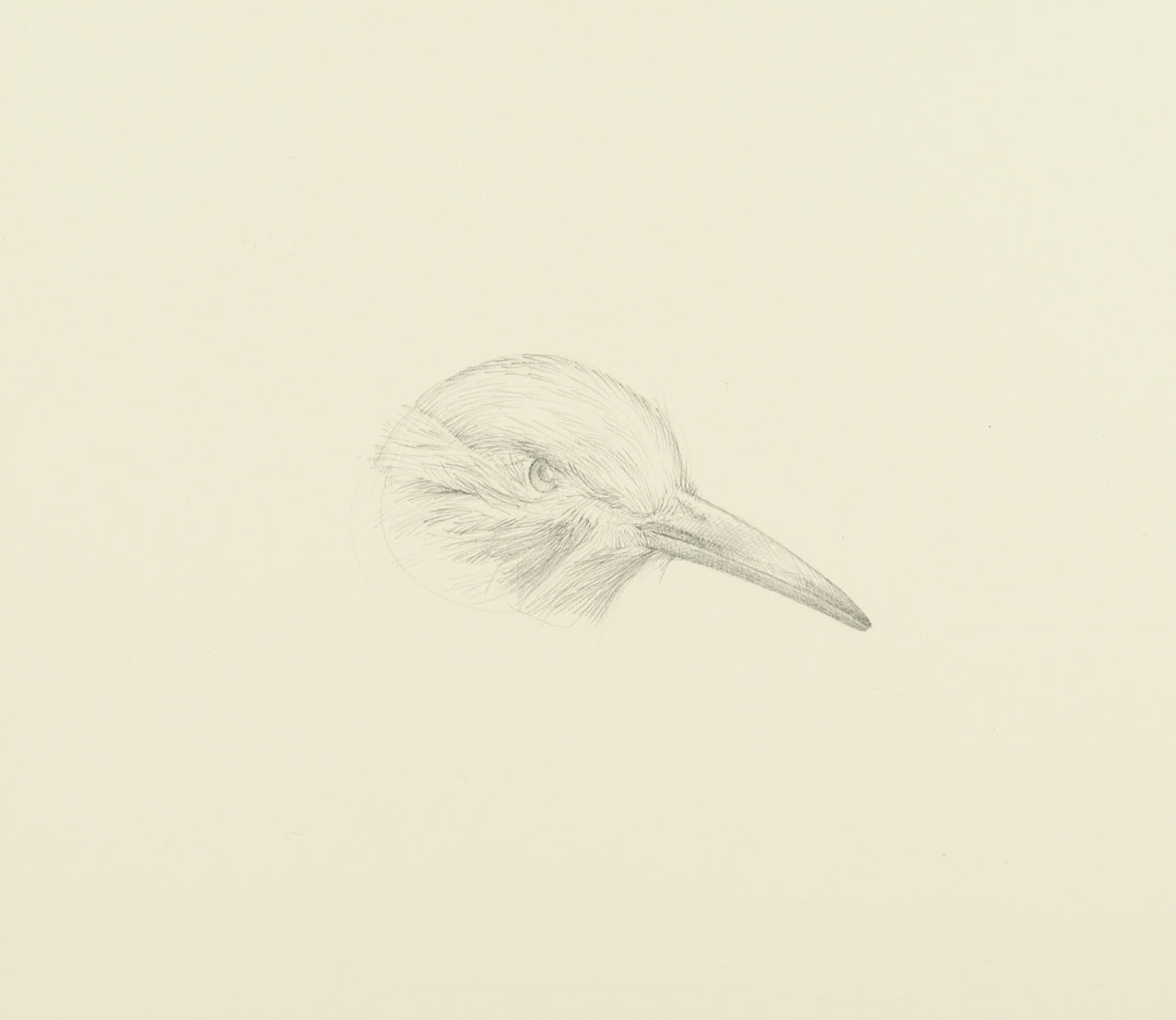 silverpoint, metalpoint, drawing, life drawing, bird, nature, Tom Mazzullo