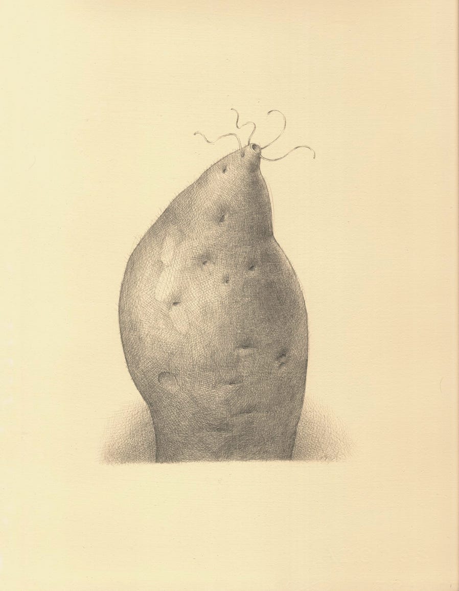 Sweet Potato, 2003, silverpoint on prepared paper, 12 x 9 inches (sheet size)