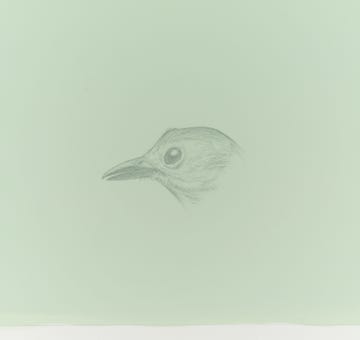 silverpoint, metalpoint, drawing, studies, life drawing, birds, insects, Tom Mazzullo