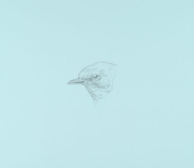 silverpoint, metalpoint, drawing, studies, life drawing, birds, insects, Tom Mazzullo