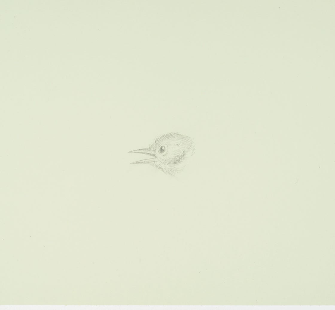 Tennessee Warbler, 2021, silverpoint on prepared paper, 6 1/2 x 7 inches