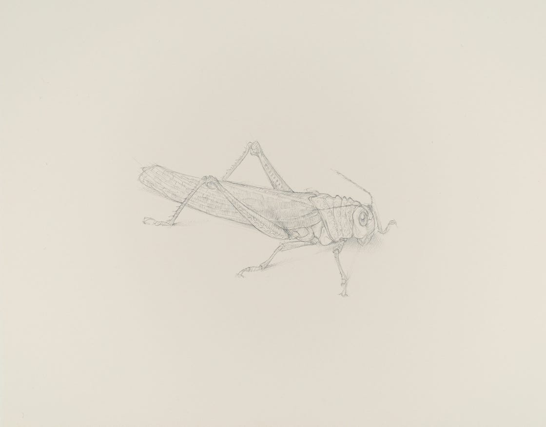 Giant Grasshopper (Tropidacris dux, Anteriolateral View), 2017, silverpoint on prepared paper, 7 x 10 inches (sheet size)
