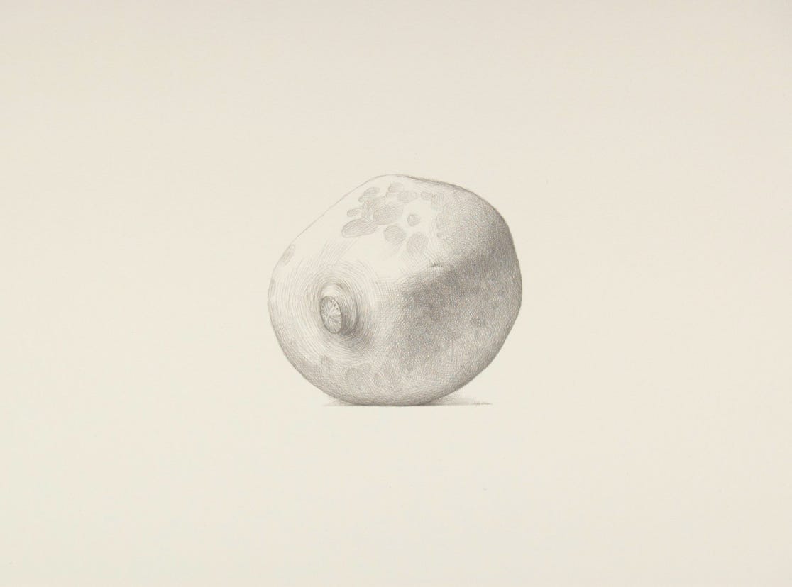 Turnip, 2008, silverpoint on prepared paper, 9 x 12 inches