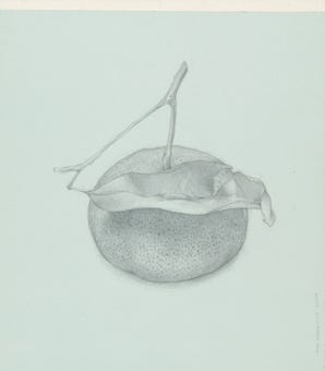 silverpoint, metalpoint, drawing, still life, Tom Mazzullo