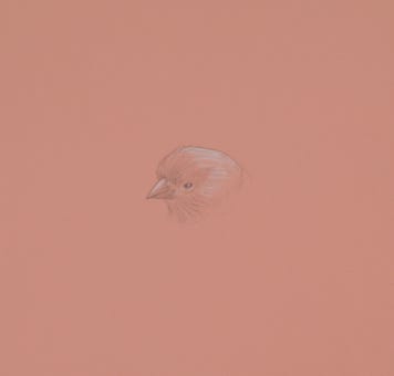 silverpoint, metalpoint, drawing, studies, life drawing, birds, insects, Tom Mazzullo