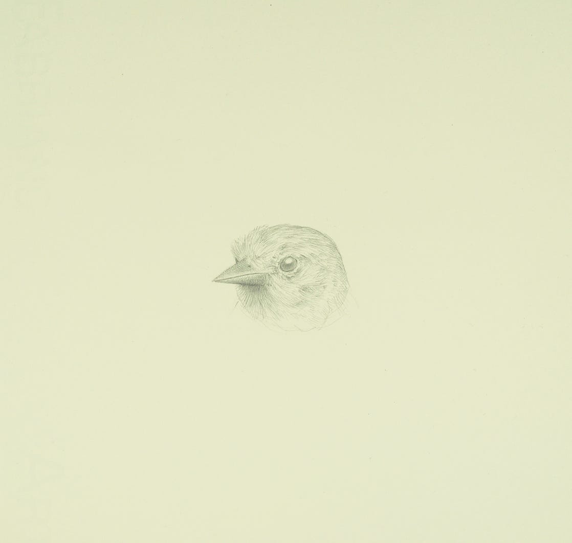 Western Oriole, 2021, silverpoint on prepared paper, 7 x 7 3/4  inches
