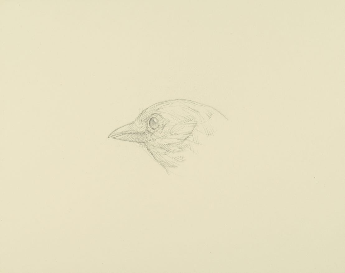 Western Tanager, 2021, silverpoint on preped paper, 5 1-4 x 6 5-8 inches